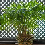 Casa Pepa Conil De La Frontera