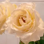 Lägenhet Casa Pepa Conil De La Frontera