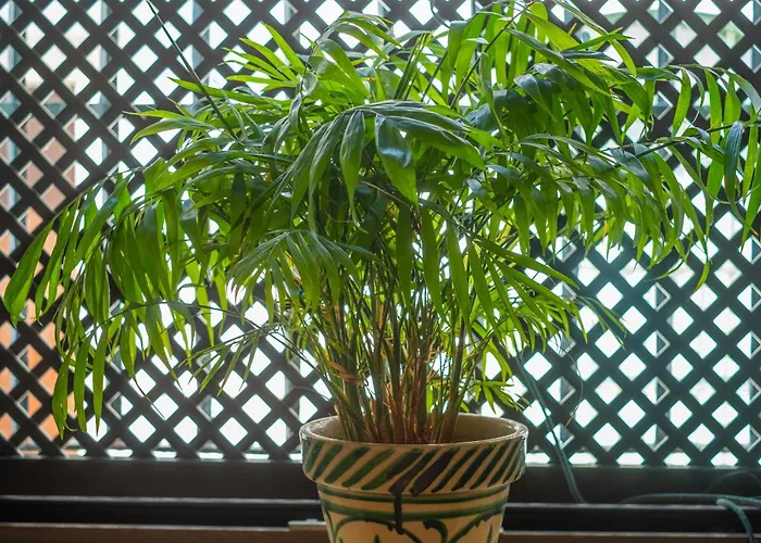 Casa Pepa Conil De La Frontera